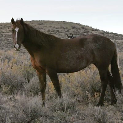 Ashley Avis Starts 'Lost Horses' Campaign