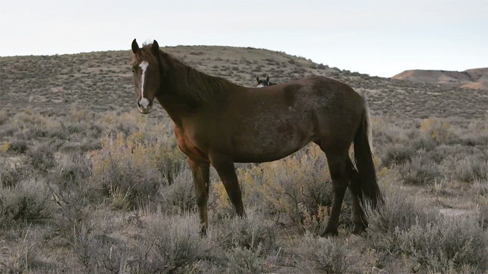 Ashley Avis Starts 'Lost Horses' Campaign