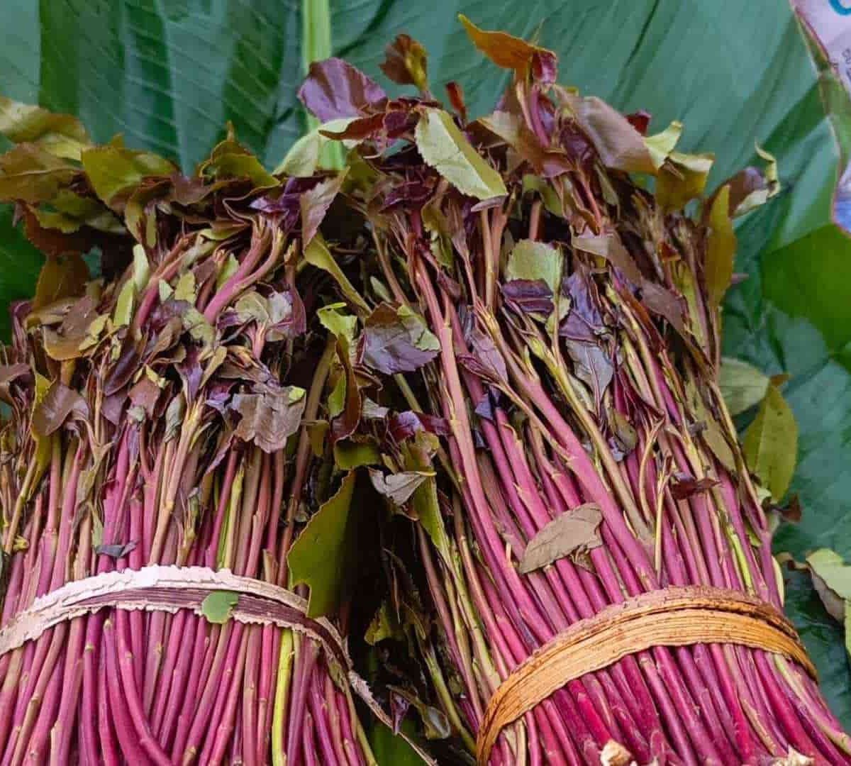 Kenya debates khat's legal status amid cultural use