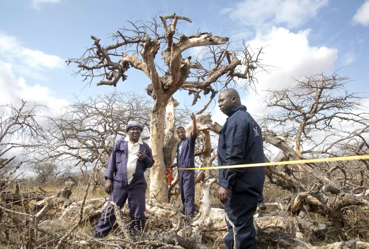 Kenya’s Carbon Trade Needs Policy Stability