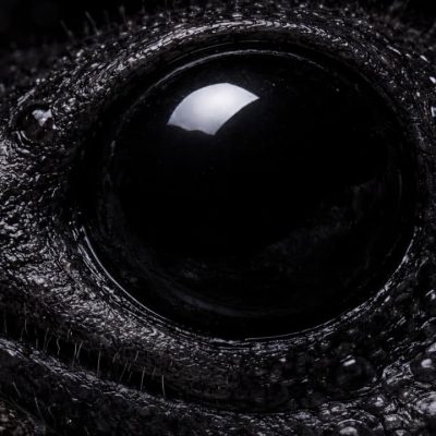 Rare Black-Eyed Snake Species Found in PNG Mine