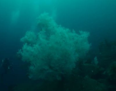 Rare large black coral discovered near Fiordland