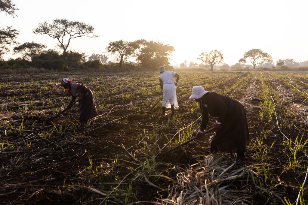 South Africa’s Sugar Sector Pursues Financial Stability