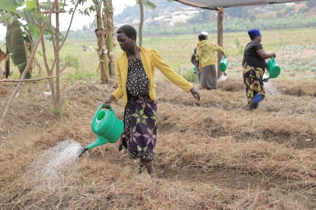 Nature-based solutions bolster climate resilience in African cities