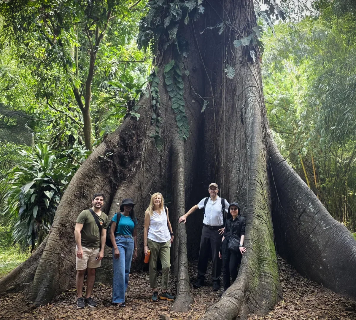 African forests now emit more carbon than they absorb