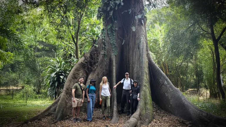 African forests now emit more carbon than they absorb
