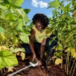 Kenya Launches Climate Data Platform to Empower Smallholder Farmers and
