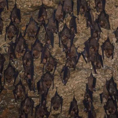 These bats need caves to survive, and climate change is closing the exits