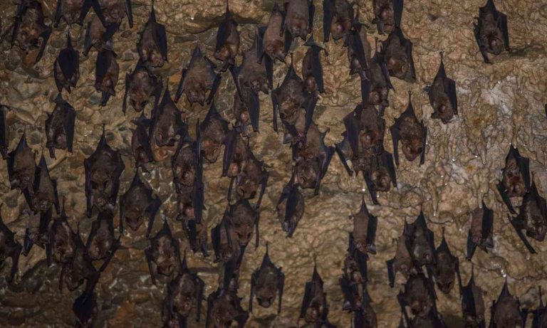 These bats need caves to survive, and climate change is closing the exits
