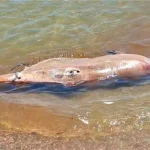 56 dead dolphins in a month: Scientists warn Black Sea ecosystem is at breaking point