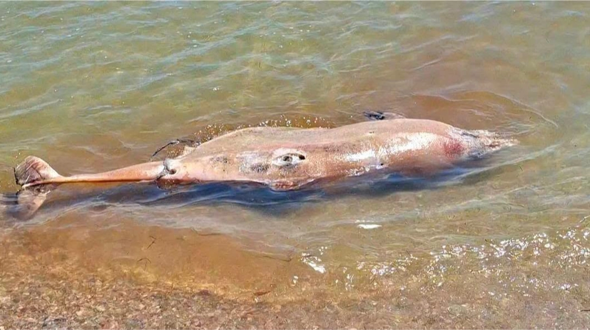 56 dead dolphins in a month: Scientists warn Black Sea ecosystem is at breaking point