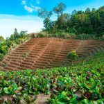 Africa can become world’s breadbasket: this is how