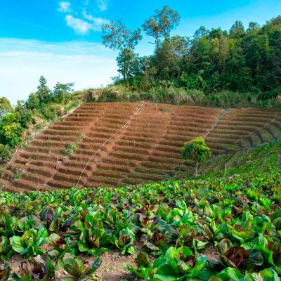 Africa can become world’s breadbasket: this is how