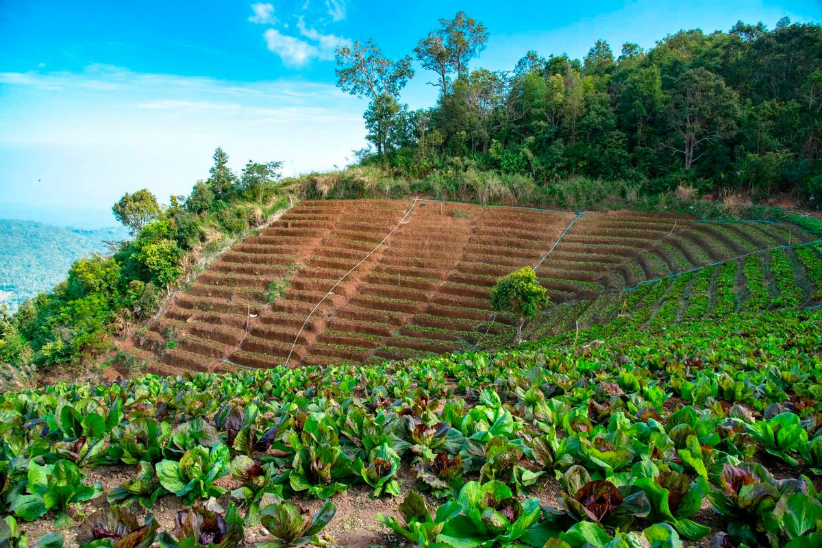 Africa can become world’s breadbasket: this is how