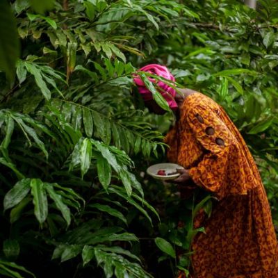Africa’s forests at a crossroads: AFF research reveals pathways to green transformation amid rising pressures - EnviroNews