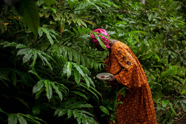 Africa’s forests at a crossroads: AFF research reveals pathways to green transformation amid rising pressures - EnviroNews