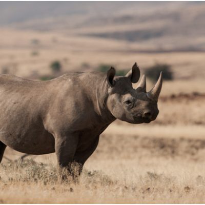 Conservation efforts bring cautious hope for African rhinos - IUCN Red List