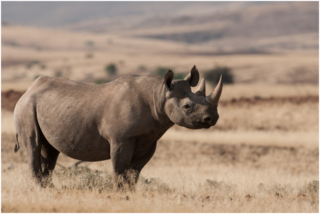 Conservation efforts bring cautious hope for African rhinos - IUCN Red List