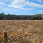 In Alabama’s Black Belt, Scientists Are Banding Birds In Rare Patches of Prairie to Aid Restoration Efforts