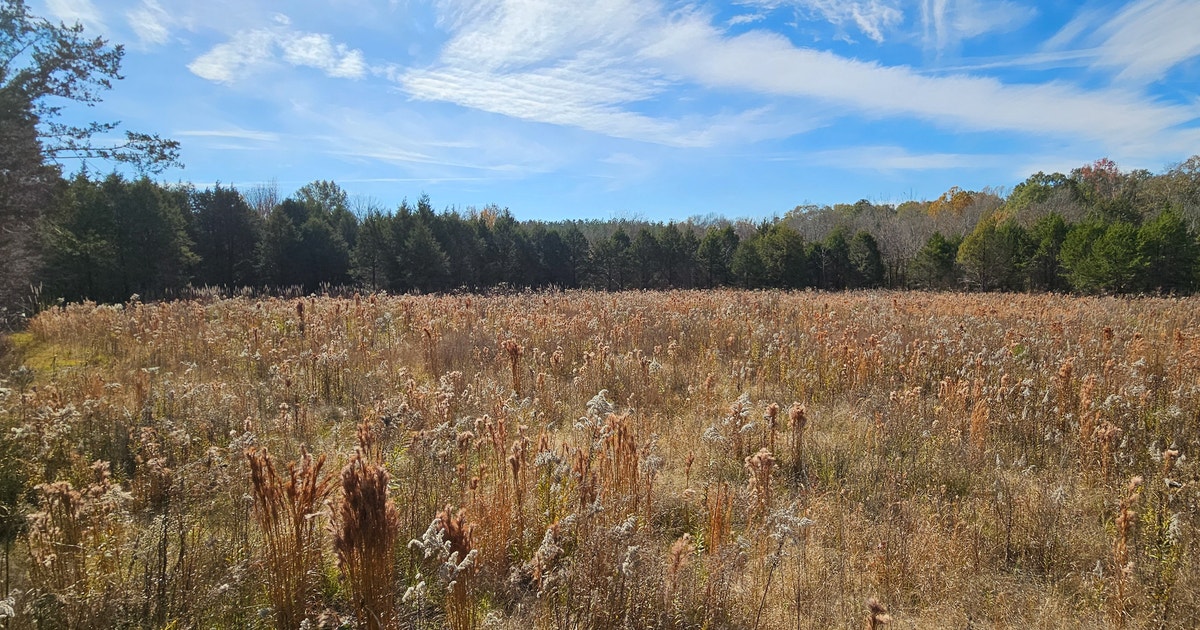 In Alabama’s Black Belt, Scientists Are Banding Birds In Rare Patches of Prairie to Aid Restoration Efforts
