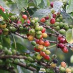 New Act to spur Kenya’s coffee renaissance
