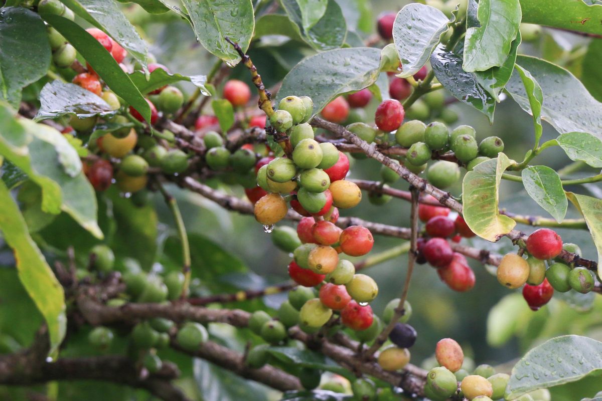 New Act to spur Kenya’s coffee renaissance