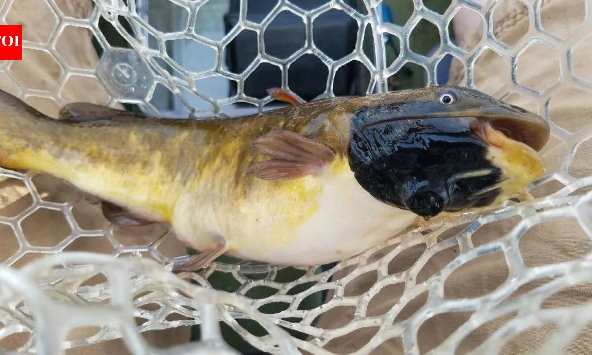 Anglers had been reporting black skin patches among catfish in Vermont lake. Now scientists have found it's a contagious cancer affecting 30% of their population |