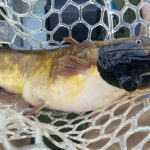 Anglers had been reporting black skin patches among catfish in Vermont lake. Now scientists have found it's a contagious cancer affecting 30% of their population |