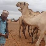 As The Climate Changes, Camels Offer Stability In The Horn Of Africa