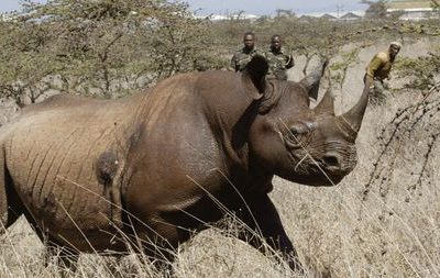 Conservation efforts slowly reviving African black rhino population
