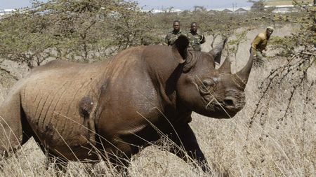 Conservation efforts slowly reviving African black rhino population