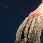 Deep-sea scientists filmed something hugely astonishing and very rarely seen gliding over the seafloor in Chile