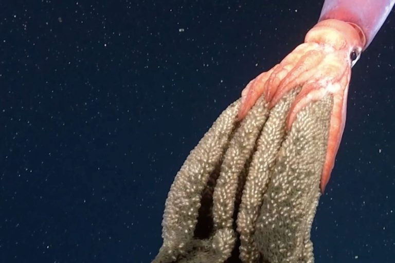 Deep-sea scientists filmed something hugely astonishing and very rarely seen gliding over the seafloor in Chile