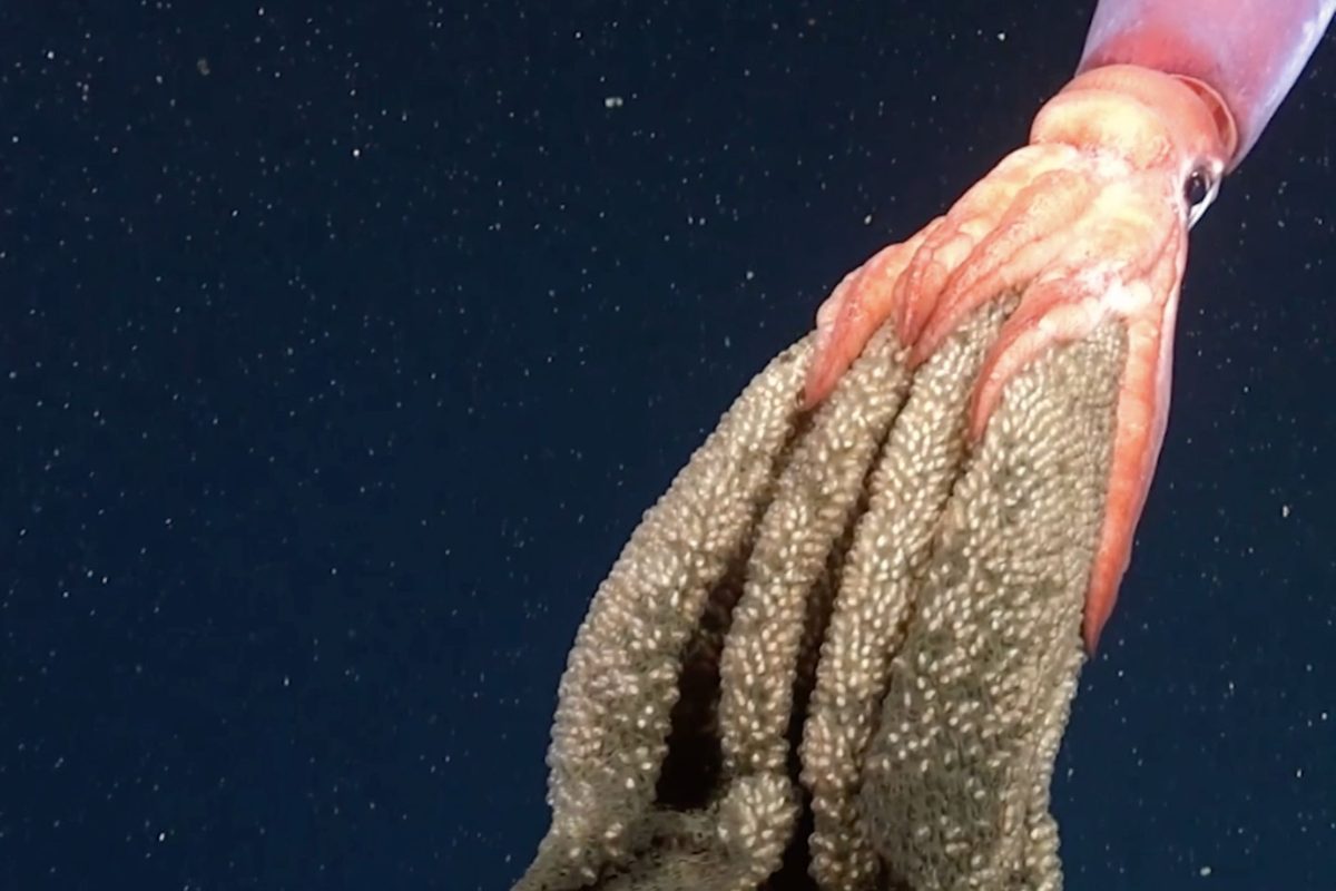 Deep-sea scientists filmed something hugely astonishing and very rarely seen gliding over the seafloor in Chile