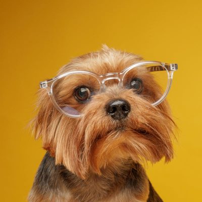 Do dogs really see only in black and white? Scientists have the answer