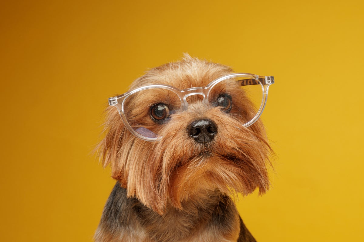 Do dogs really see only in black and white? Scientists have the answer