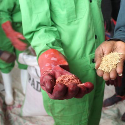 IRRI, KALRO, and MRGM Showcase Kenya's Rice Innovation Ecosystem From Research To Markets