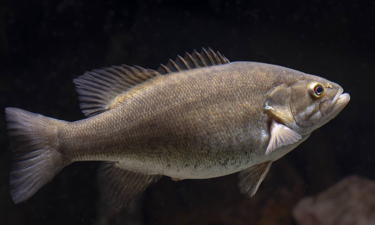 Japan introduced black bass in 1925 to improve sport fishing, but scientists now say the invasive predators transformed Lake Biwa and drove native fish into decline | World News