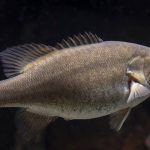 Japan introduced black bass in 1925 to improve sport fishing, but scientists now say the invasive predators transformed Lake Biwa and drove native fish into decline | World News