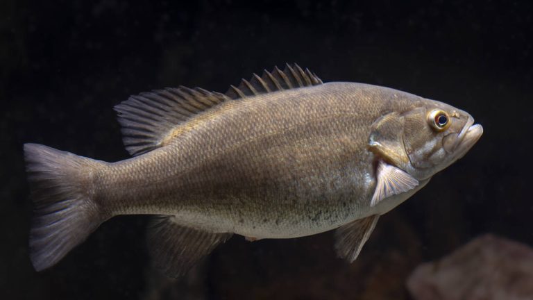 Japan introduced black bass in 1925 to improve sport fishing, but scientists now say the invasive predators transformed Lake Biwa and drove native fish into decline | World News