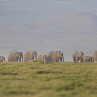 Kenya investigates deaths of 15 elephants in Amboseli National Park