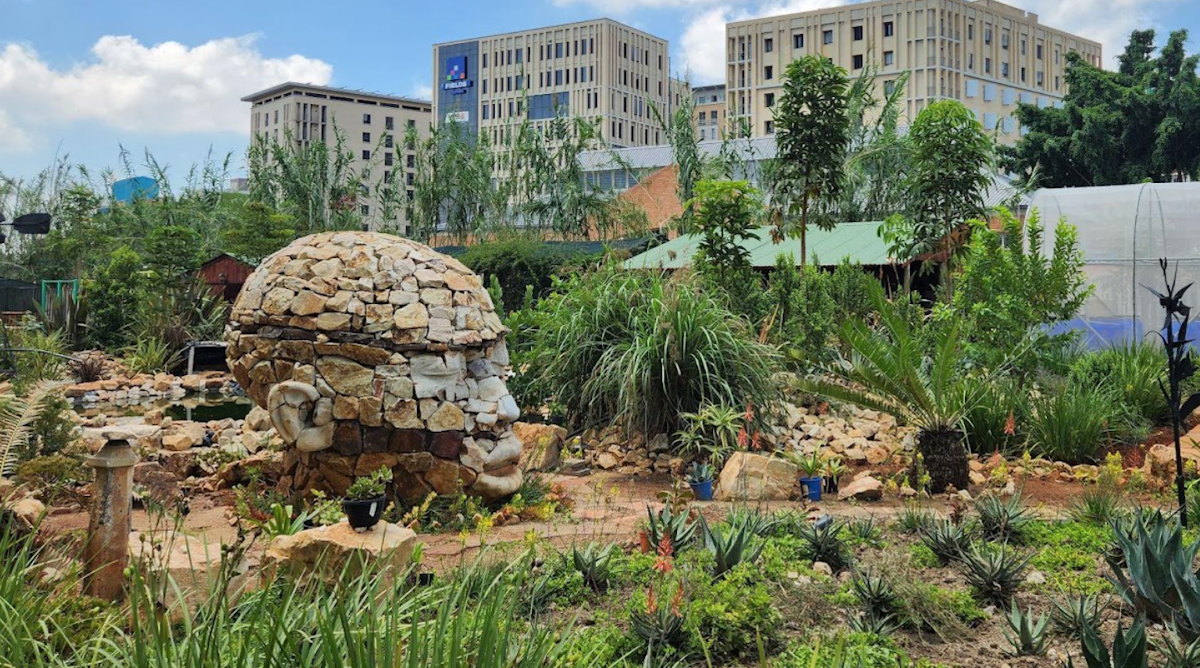 Lessons from South Africa on how parks and community gardens can help cities adapt to climate change