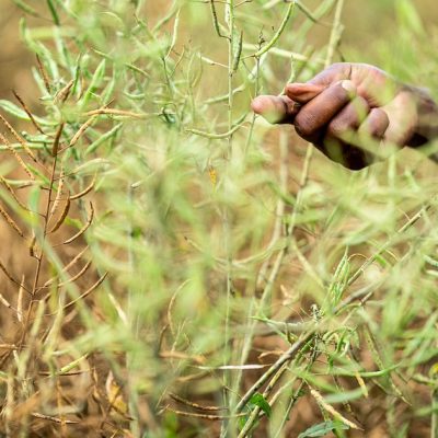 Swedfund invests to strengthen climate resilience in African food systems
