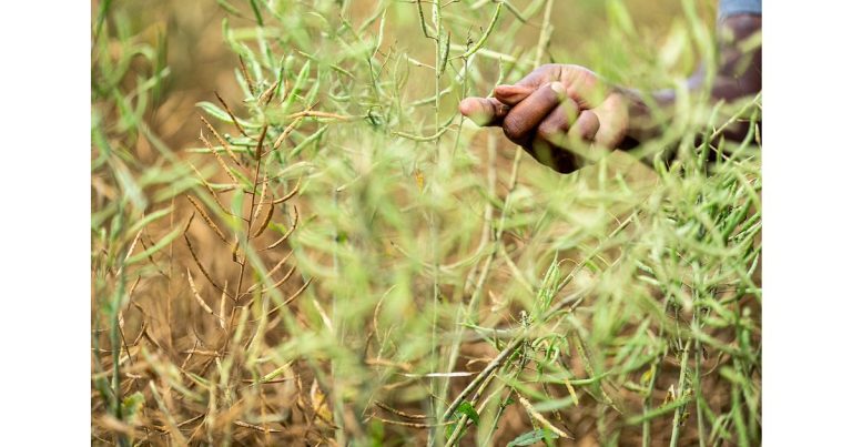 Swedfund invests to strengthen climate resilience in African food systems