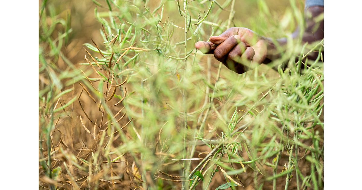 Swedfund invests to strengthen climate resilience in African food systems
