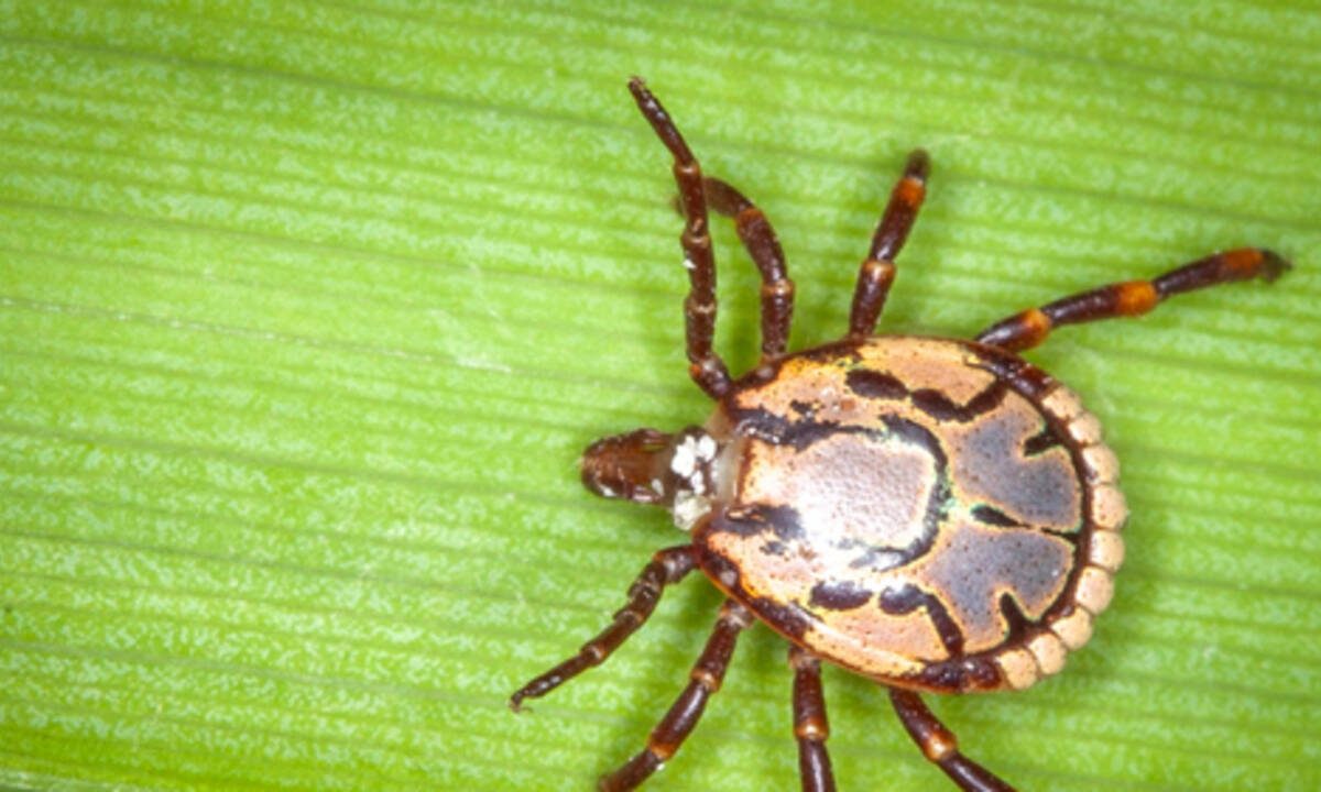 Tick Invasion: South African Tick Species Expanding Due to Climate Change, Threatening Agriculture and Human Health | World News