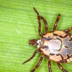 Tick Invasion: South African Tick Species Expanding Due to Climate Change, Threatening Agriculture and Human Health | World News