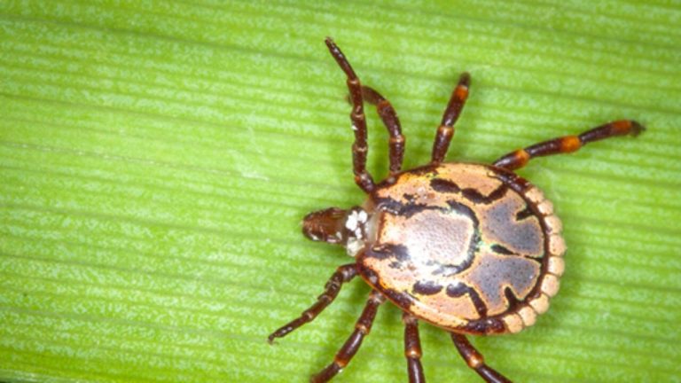 Tick Invasion: South African Tick Species Expanding Due to Climate Change, Threatening Agriculture and Human Health | World News