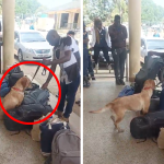 VIDEO: Sniffer dog busts Taiwanese man with heroin at Kenya-Tanzania border -The Standard Health