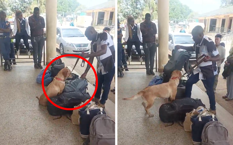 VIDEO: Sniffer dog busts Taiwanese man with heroin at Kenya-Tanzania border -The Standard Health